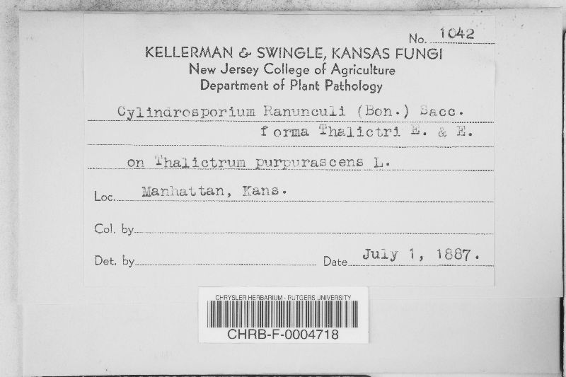 Entyloma ficariae image