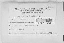 Diatrype bullata image