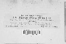 Diatrype stigma image