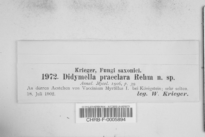 Leiosphaerella praeclara image