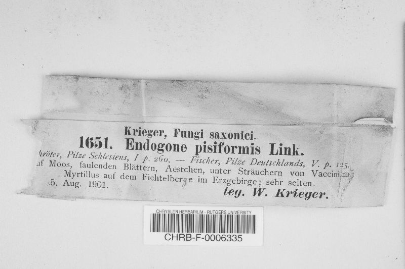 Endogone pisiformis image