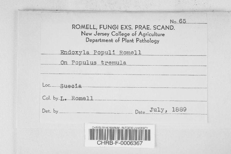 Endoxyla populi image