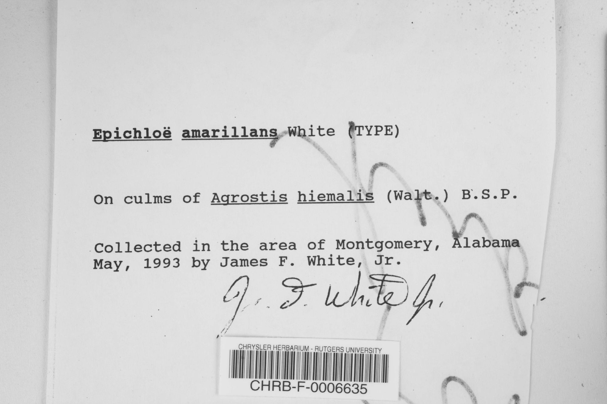 Epichloë amarillans