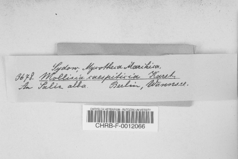 Mollisia caespiticia image