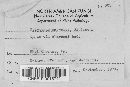 Coltricia perennis image