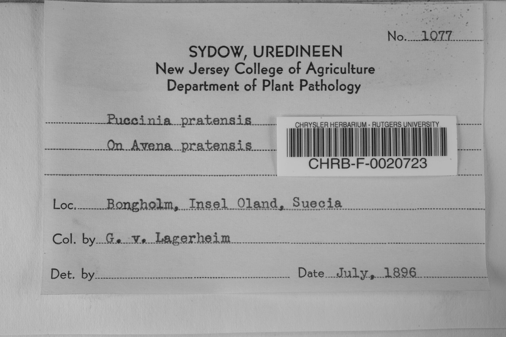 Puccinia pratensis
