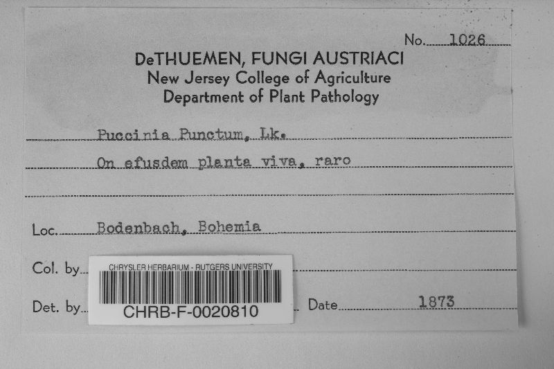 Puccinia punctum image