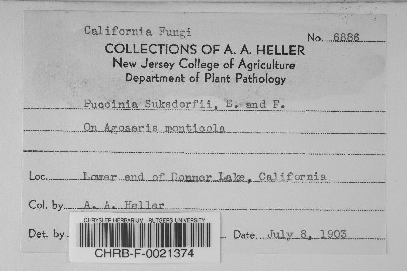 Puccinia suksdorfii image