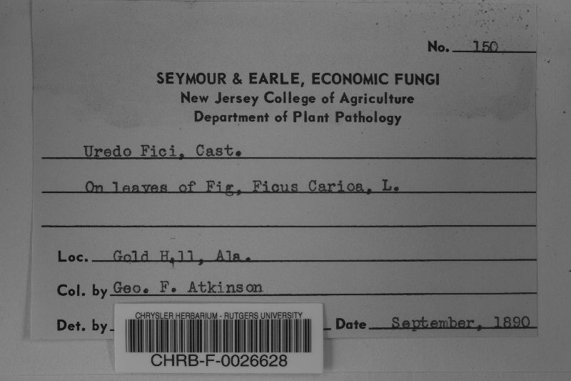 Cerotelium fici image