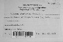 Uromyces plumbarius image