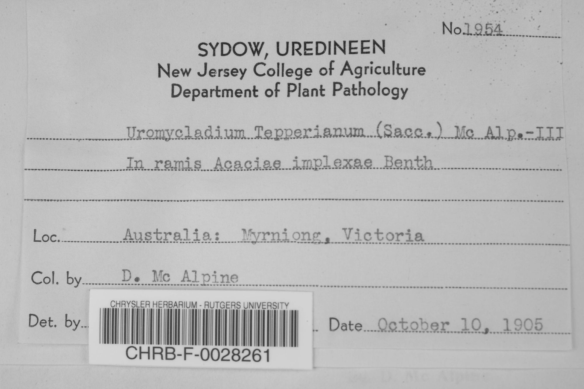 Uromycladium tepperianum thumbnail