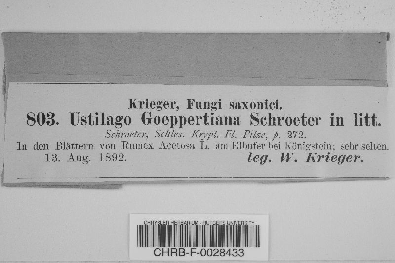 Microbotryum goeppertianum image