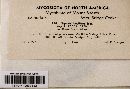 Thumbnail image of current specimen