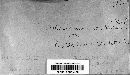 Coleosporium tussilaginis image