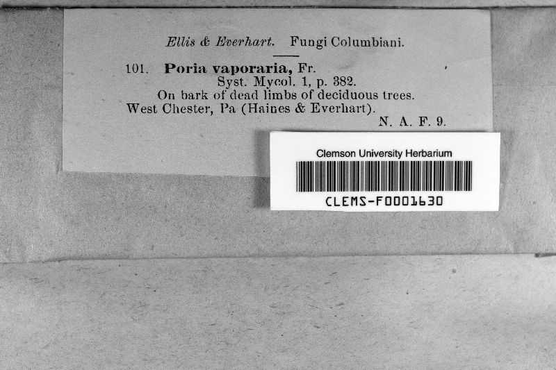 Fibroporia vaillantii image