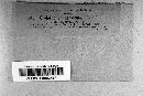 Cladosporium herbarum image