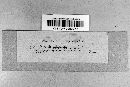 Puccinia substerilis image