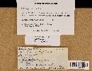 Boletus projectellus image