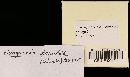 Biscogniauxia atropunctata image