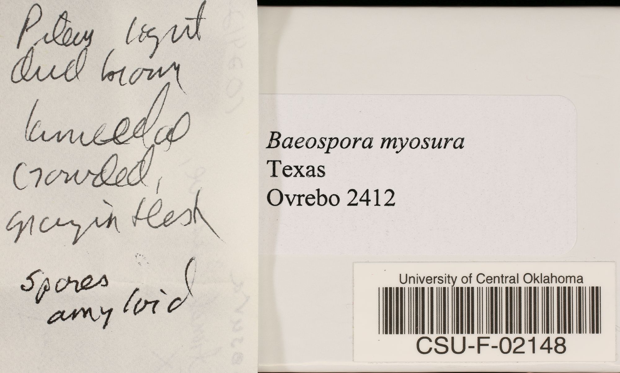 Baeospora