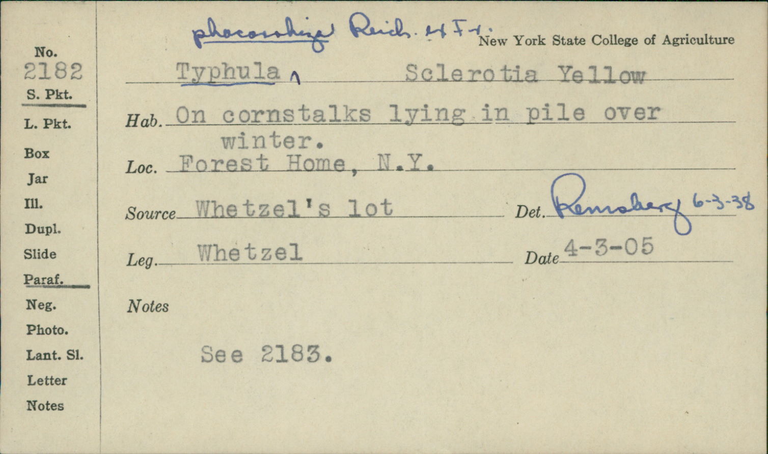 Typhula phacorrhiza image