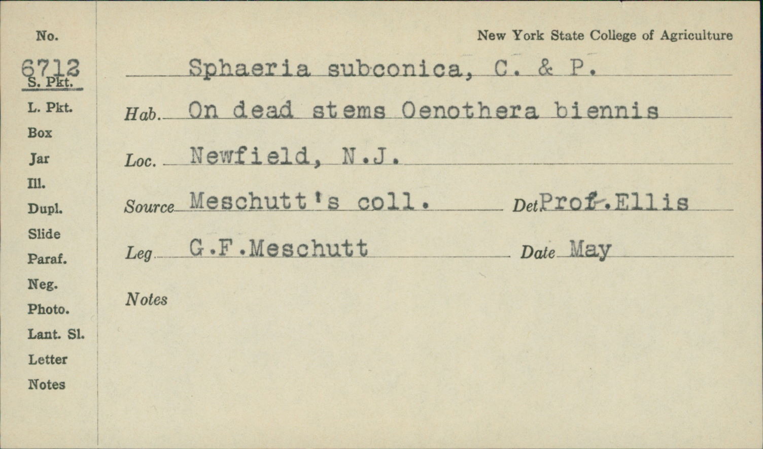 Sphaeria subconica image