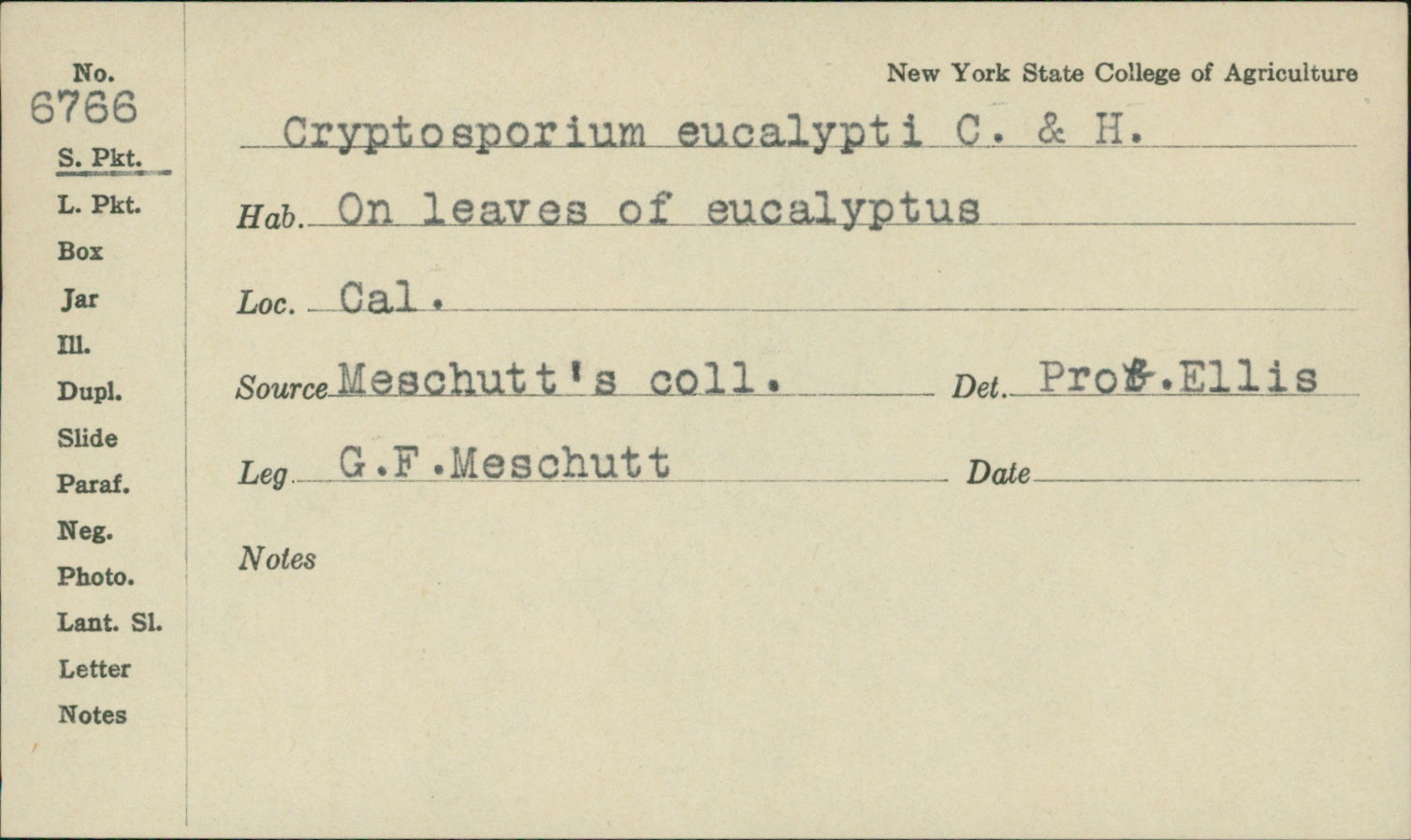 Cryptosporium eucalypti image