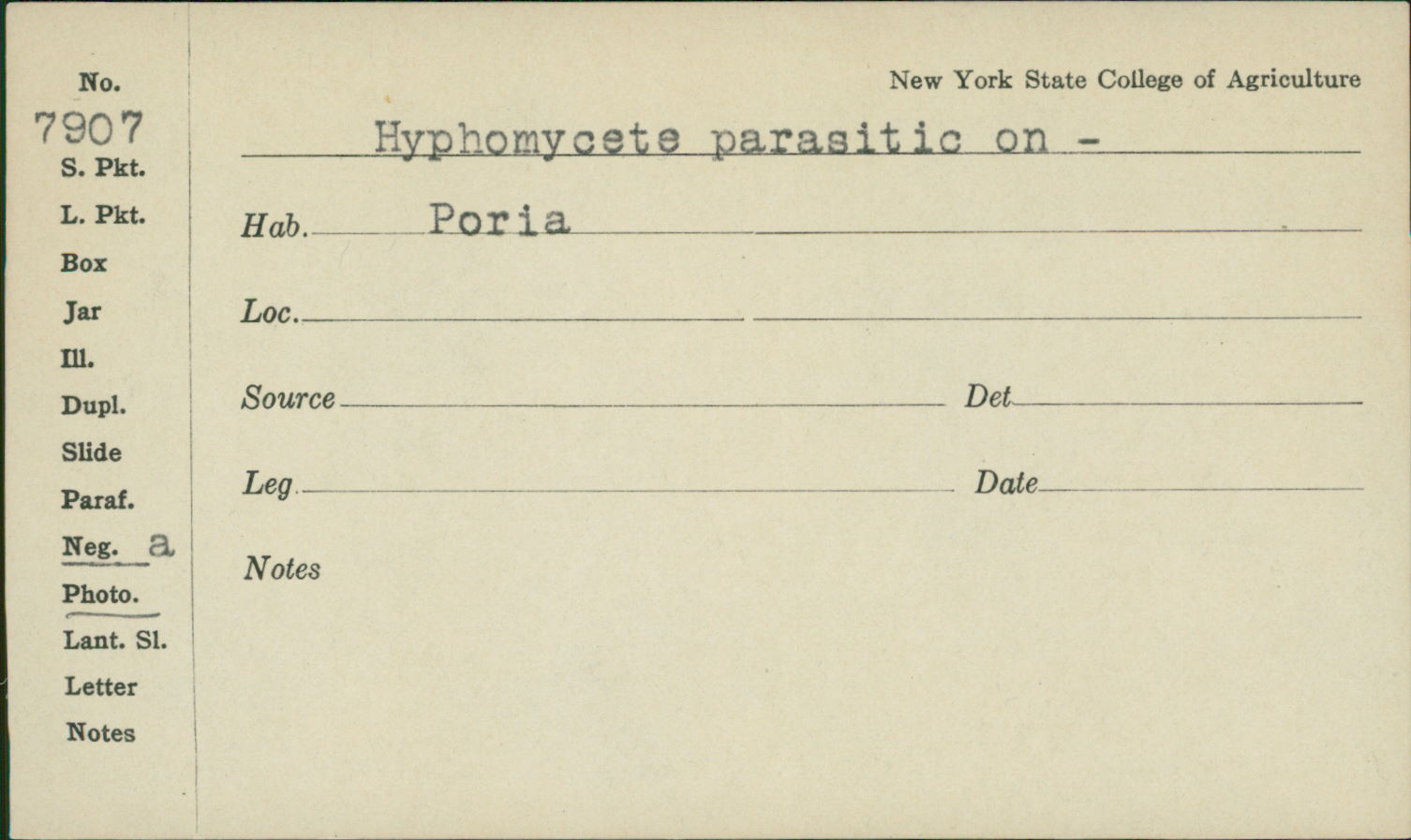 Hyphomycetes