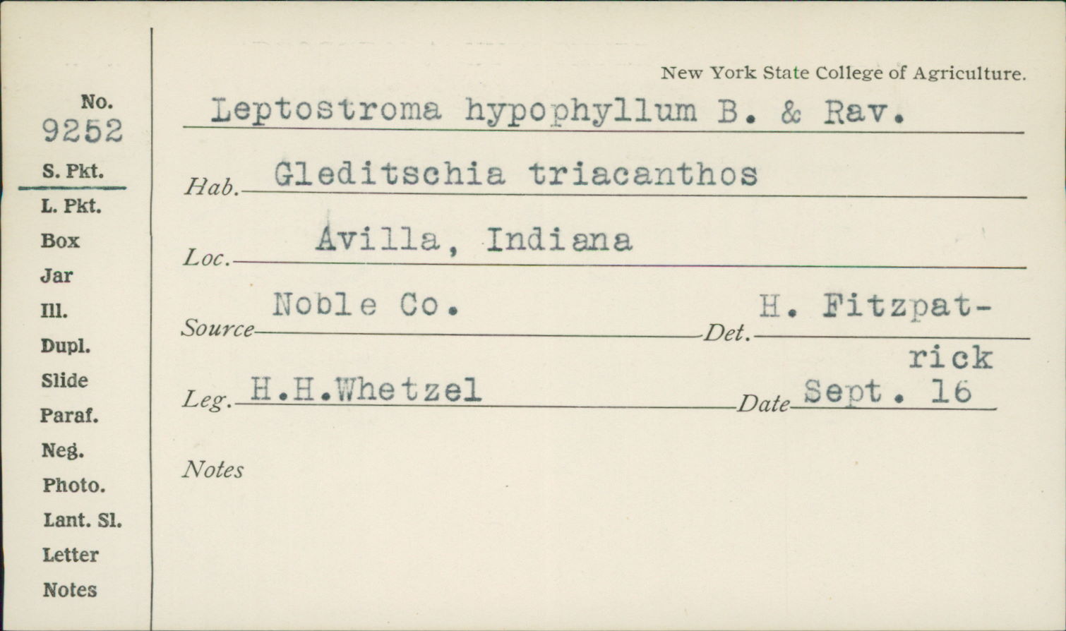 Leptostroma hypophyllum image
