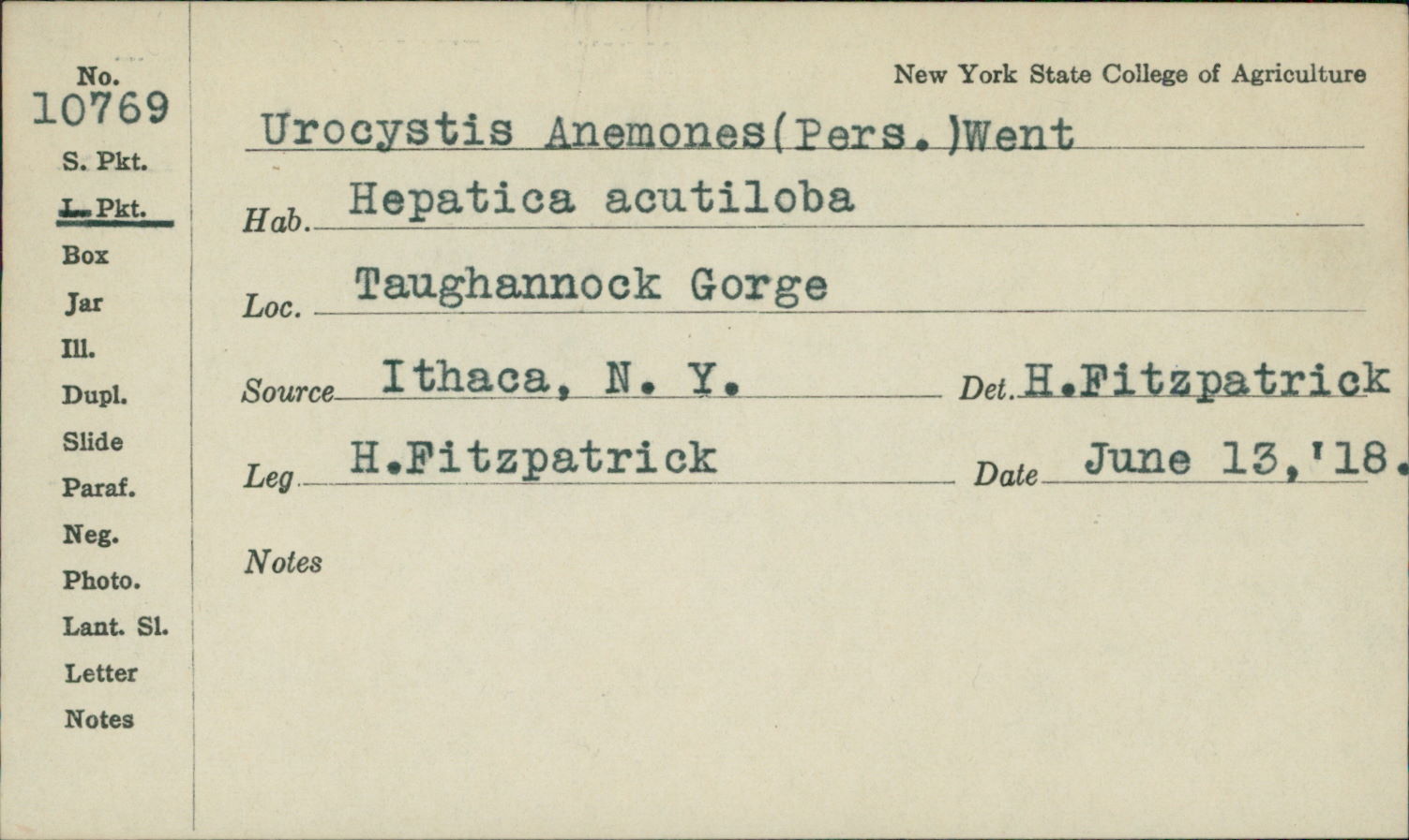 Urocystis anemones image