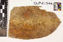 Media resource of Arthrobotryum dieffenbachiae