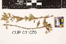 Uredo sauvagesiae image
