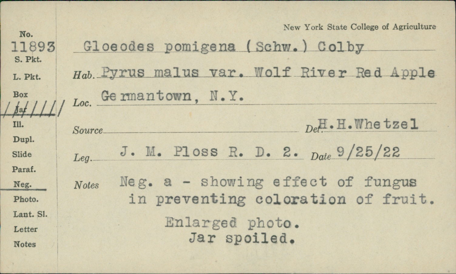 Gloeodes pomigena image
