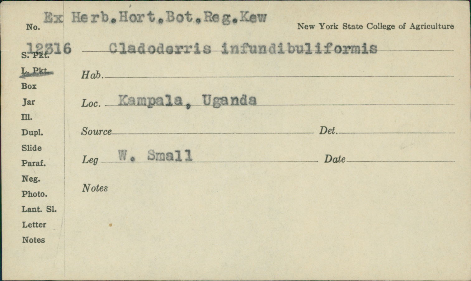Cymatoderma infundibuliforme image