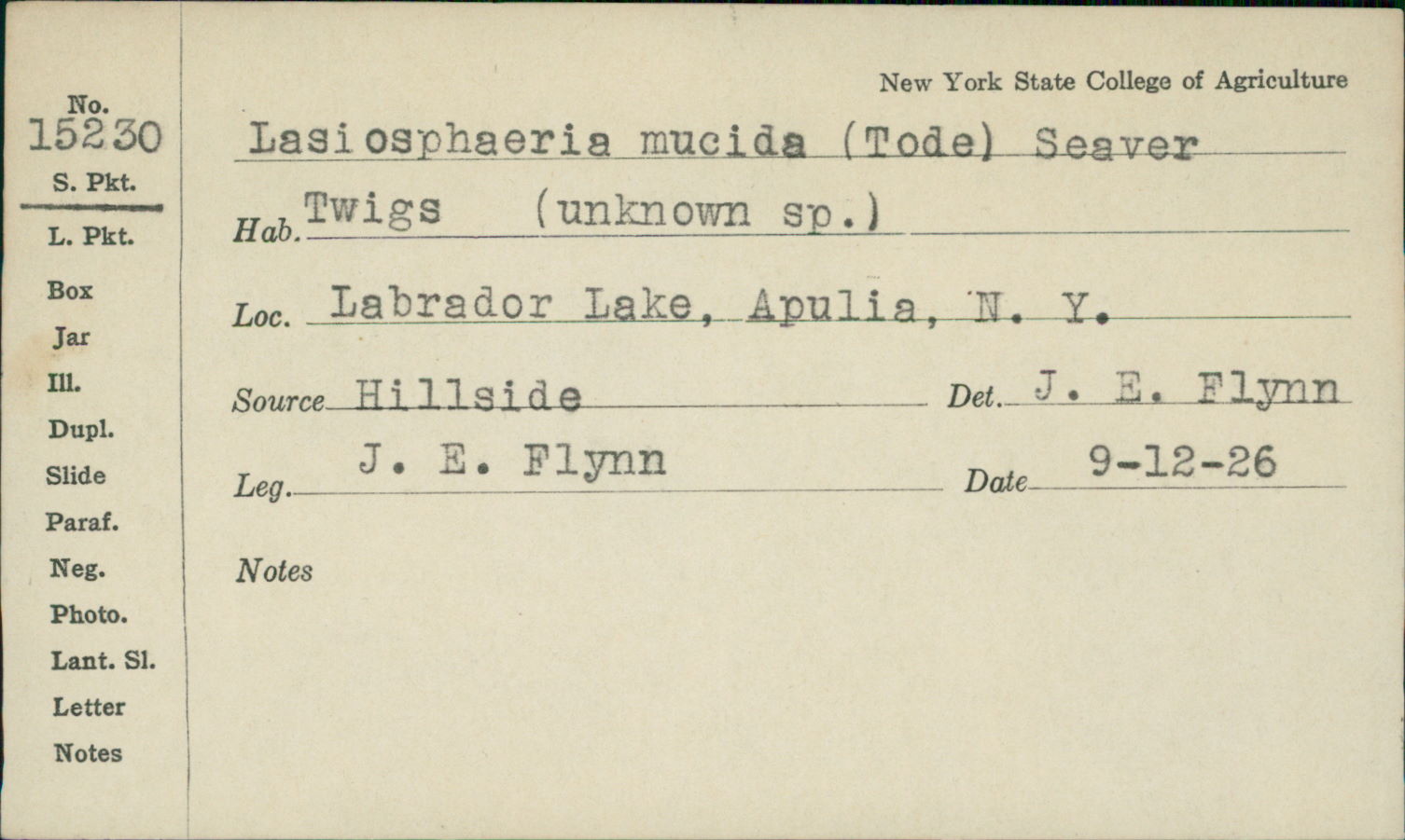 Lasiosphaeria mucida image