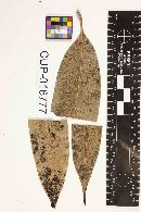 Thumbnail image of current specimen