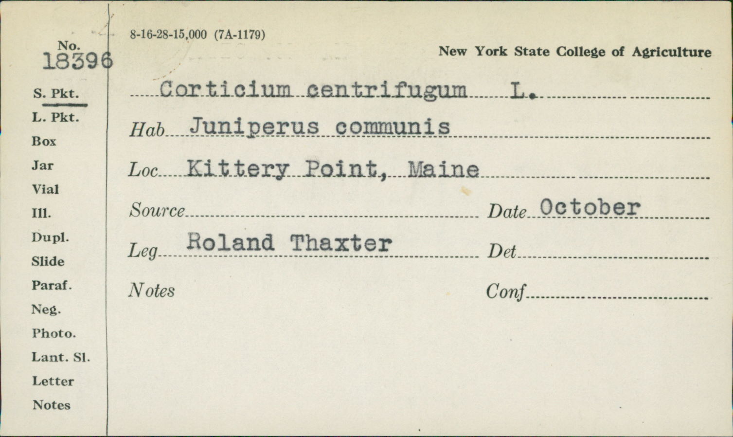 Athelia epiphylla image