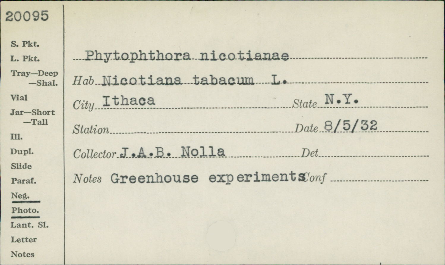 Phytophthora nicotianae thumbnail