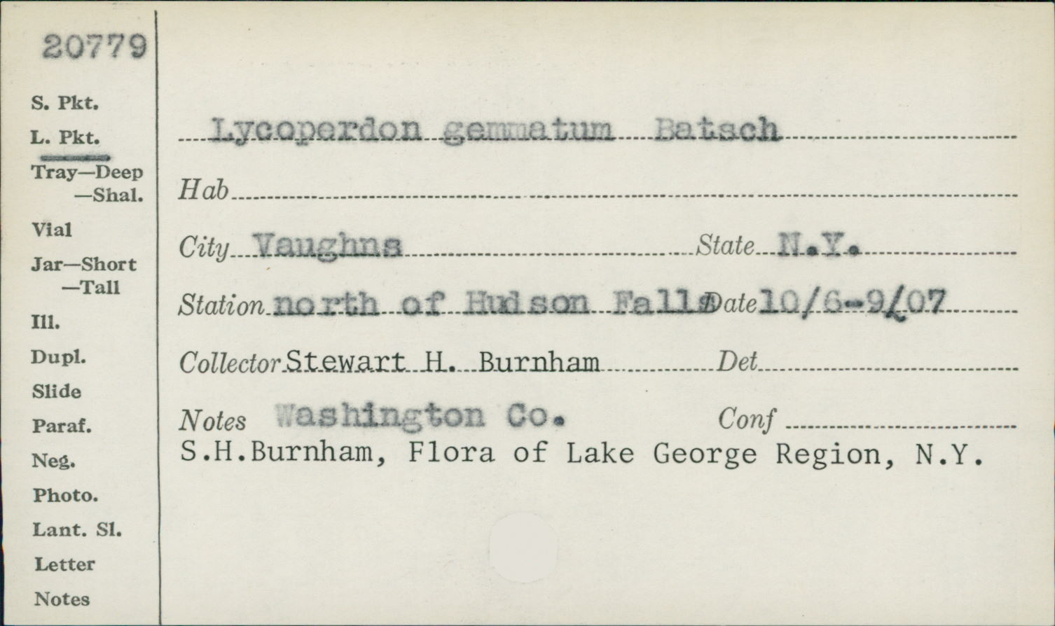 Lycoperdon gemmatum image