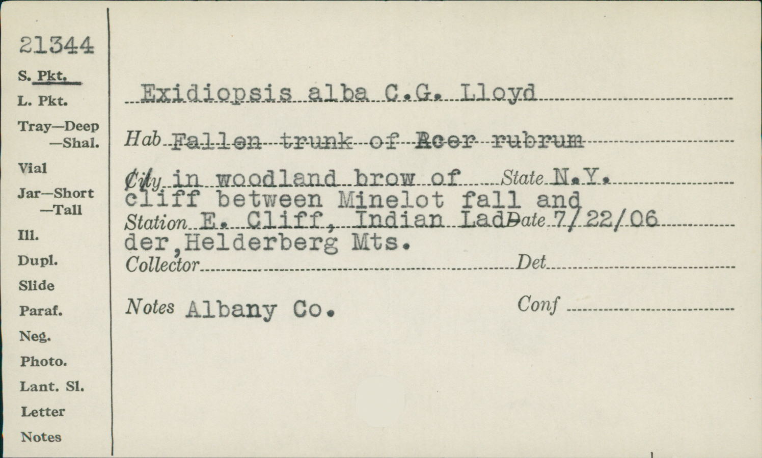 Exidiopsis alba image