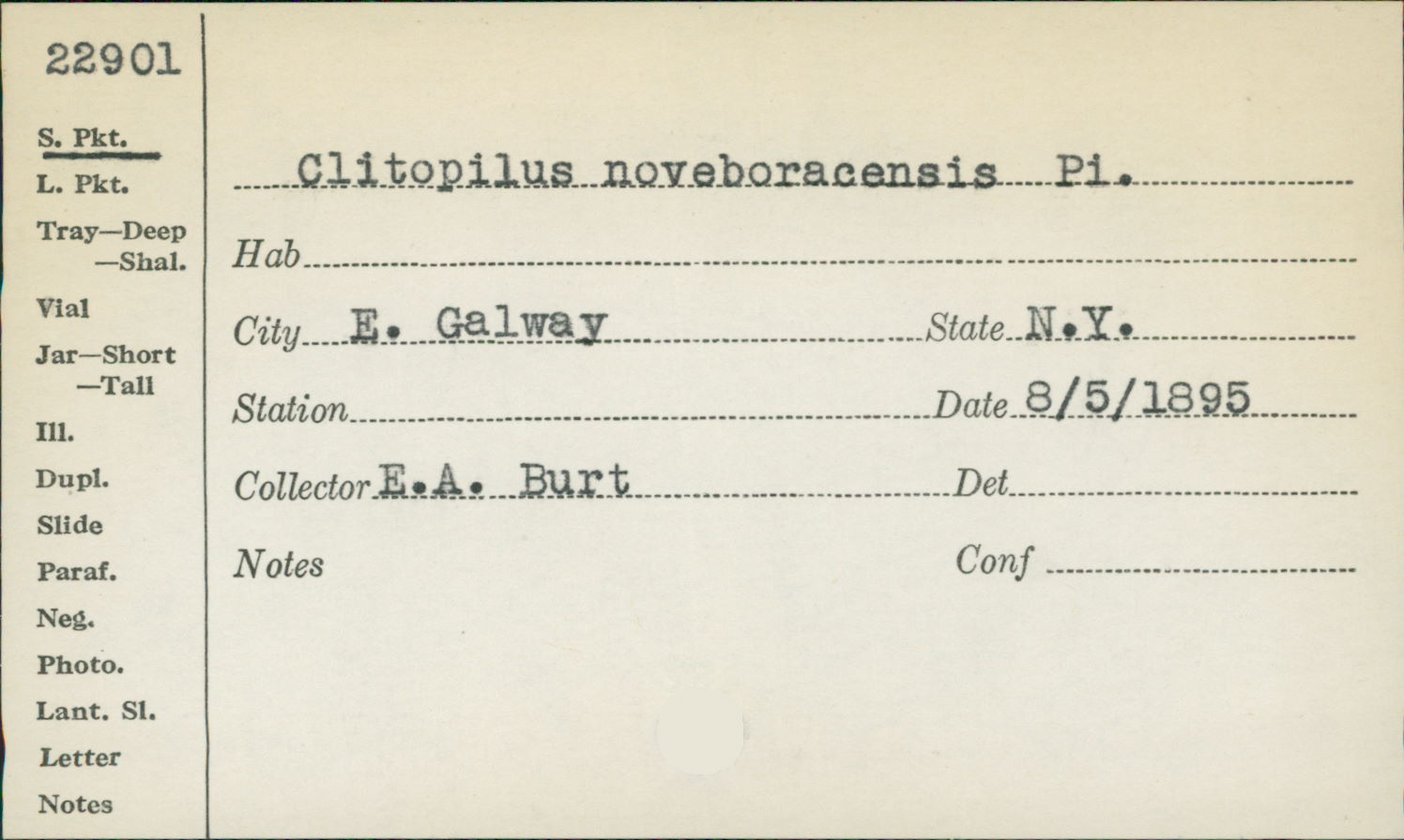 Clitopilus noveboracensis image