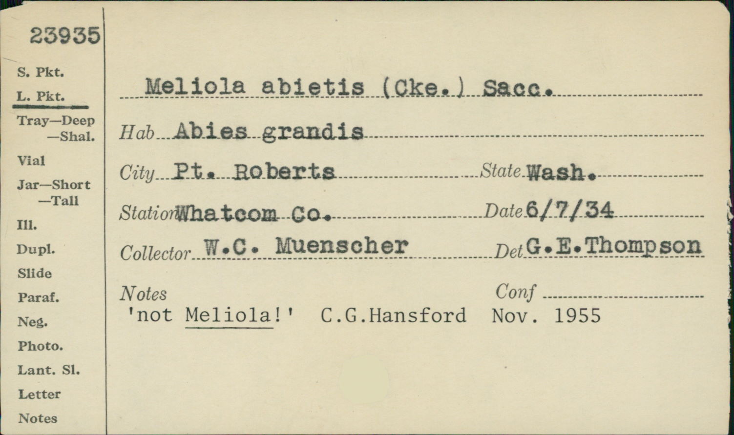 Meliola abietis image