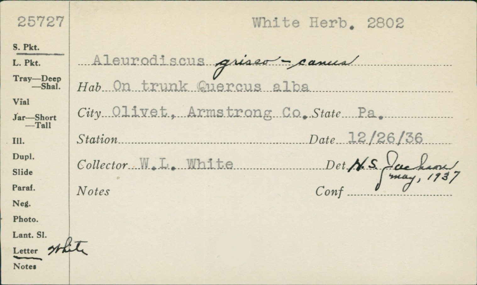 Dendrothele griseocana image