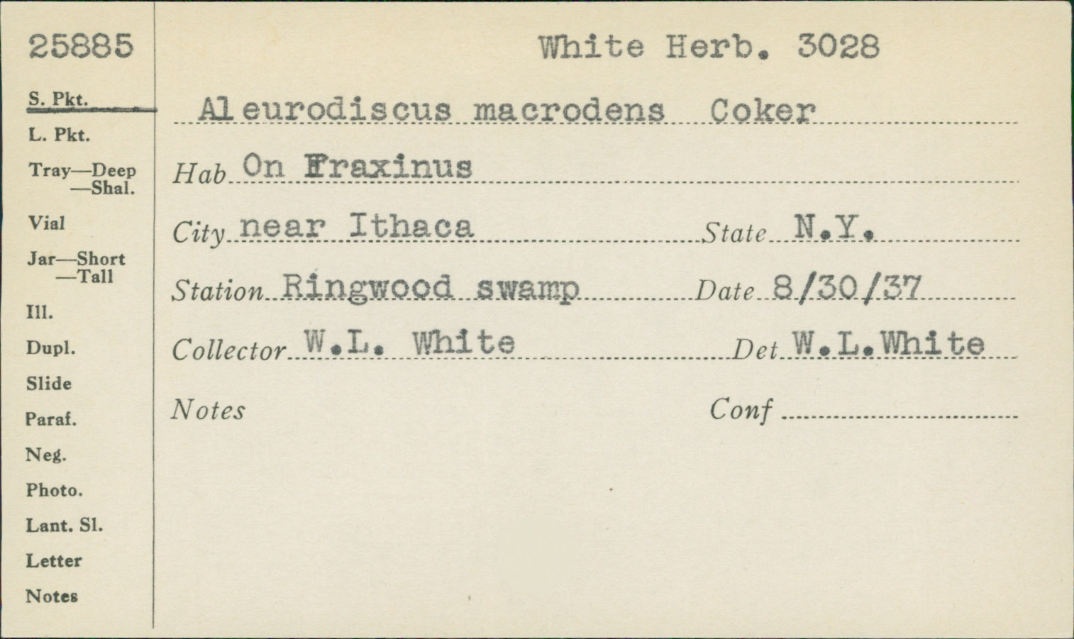 Dendrothele macrodens image
