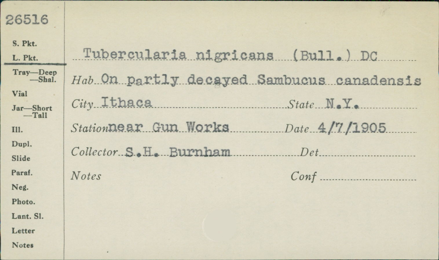 Tubercularia nigricans image