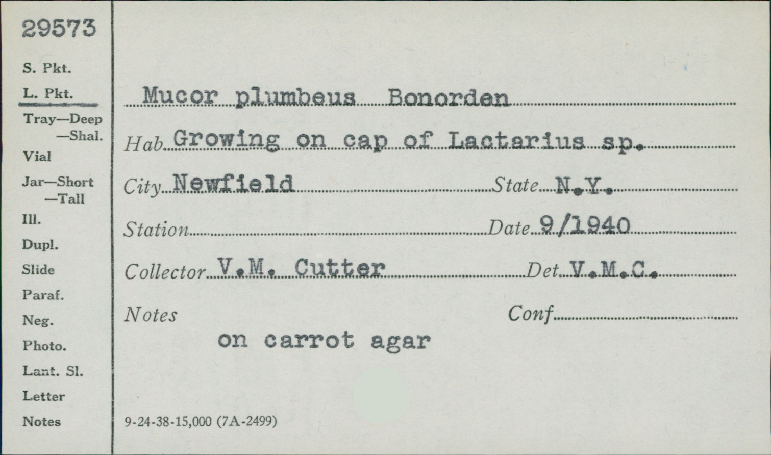 Mucor plumbeus