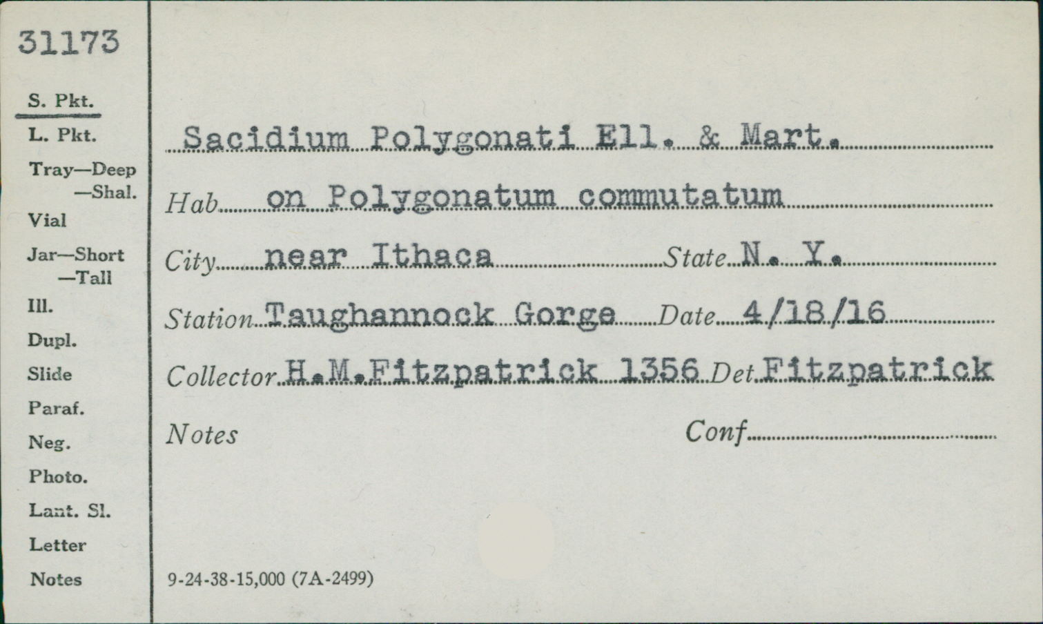 Sacidium polygonati image