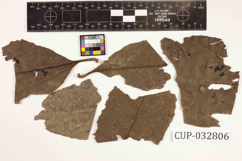 Meliola pisoniae image