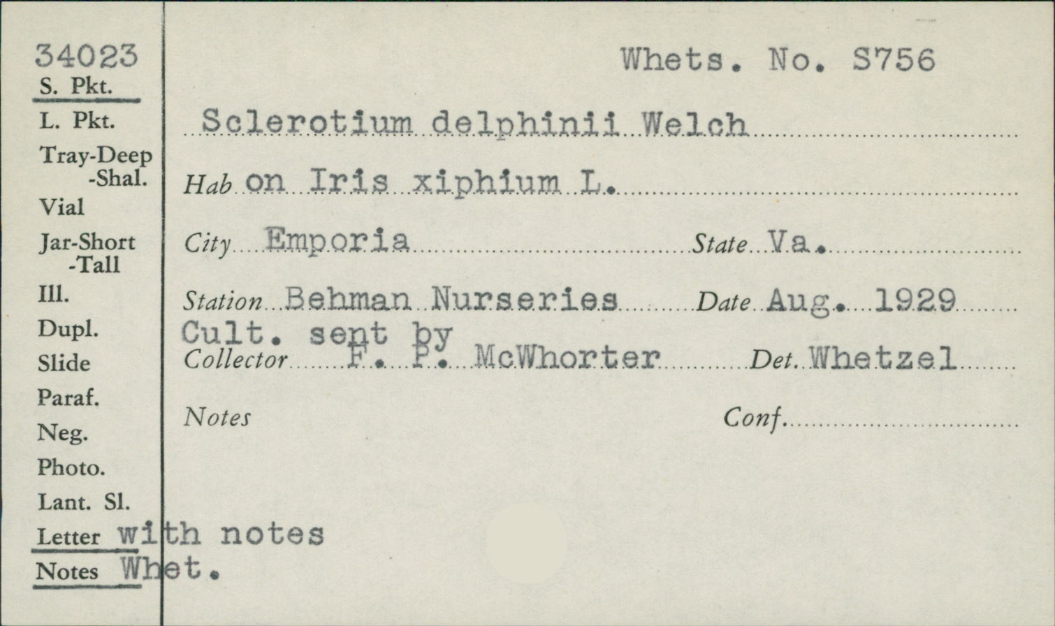 Sclerotium delphinii thumbnail