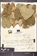 Cercospora turbinae image